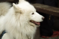 IMGP6833_resize.JPG