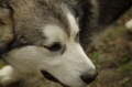 IMGP7095_resize.JPG