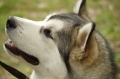 IMGP7098_resize.JPG